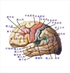 注意缺陷多動障礙(adhd)