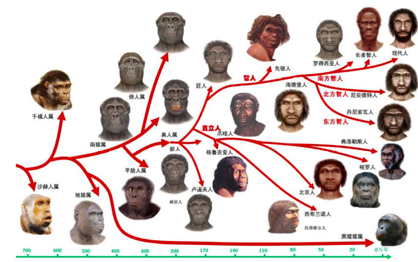 人类的祖先内容图片
